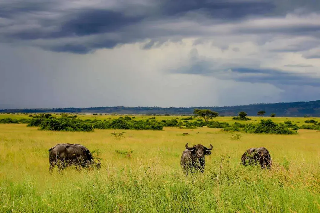 Uganda's savannah landscape