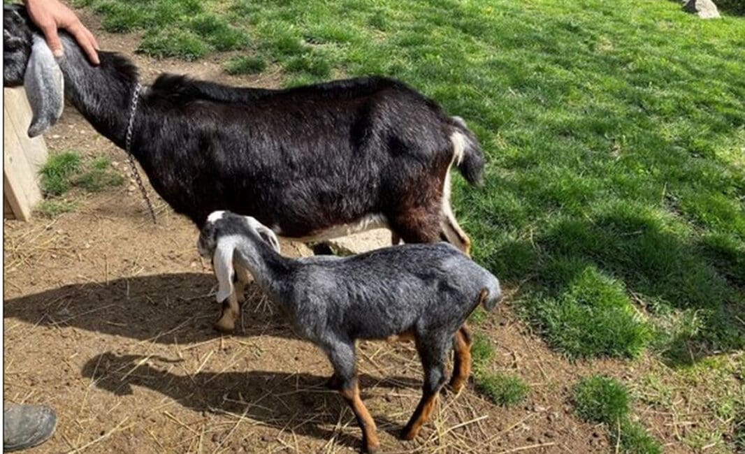 Baby goat stolen from Riverdale Farm