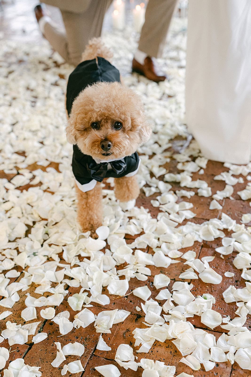 Andrea Gallucci - Destination Wedding Photographer- Amalfi Coast Positano Santorini Barcellona Rome Ravello Paris New York Dog included in surprise marriage proposal on Amalfi Coast terrace