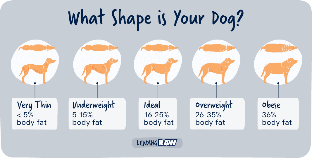 Visual guide to dog body condition scoring with healthy weight ranges