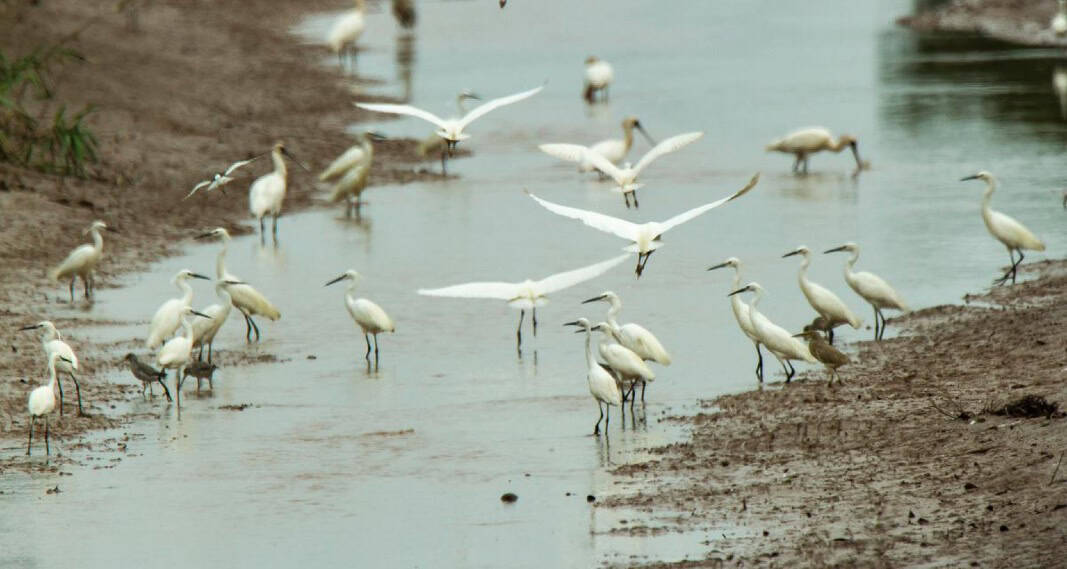 Se confirmó un caso de influenza aviar en aves silvestres en el país 1 aves