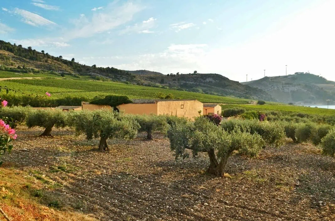 Planeta vingård på Sicilia