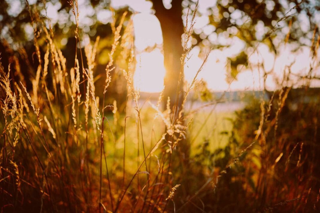 sole che sorge all'orizzonte, in campagna. luce calda