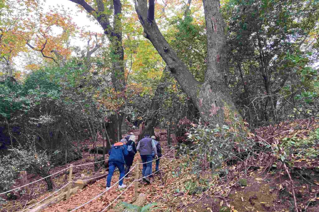 alberi monumentali