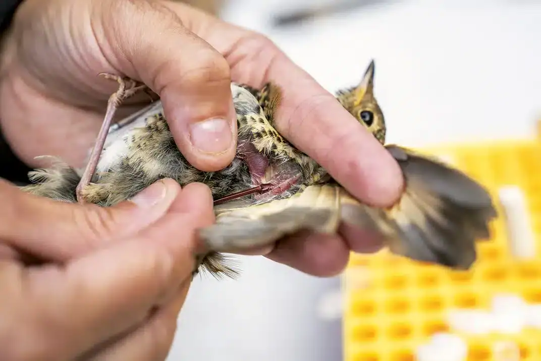 A New Bird Species is Introduced to Control an Insect