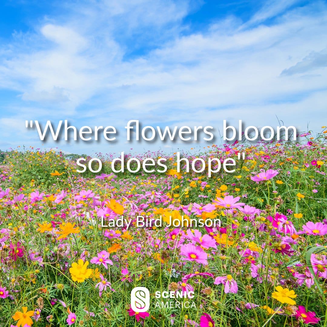 Where Flowers Bloom So Does Hope Lady Bird Johnson