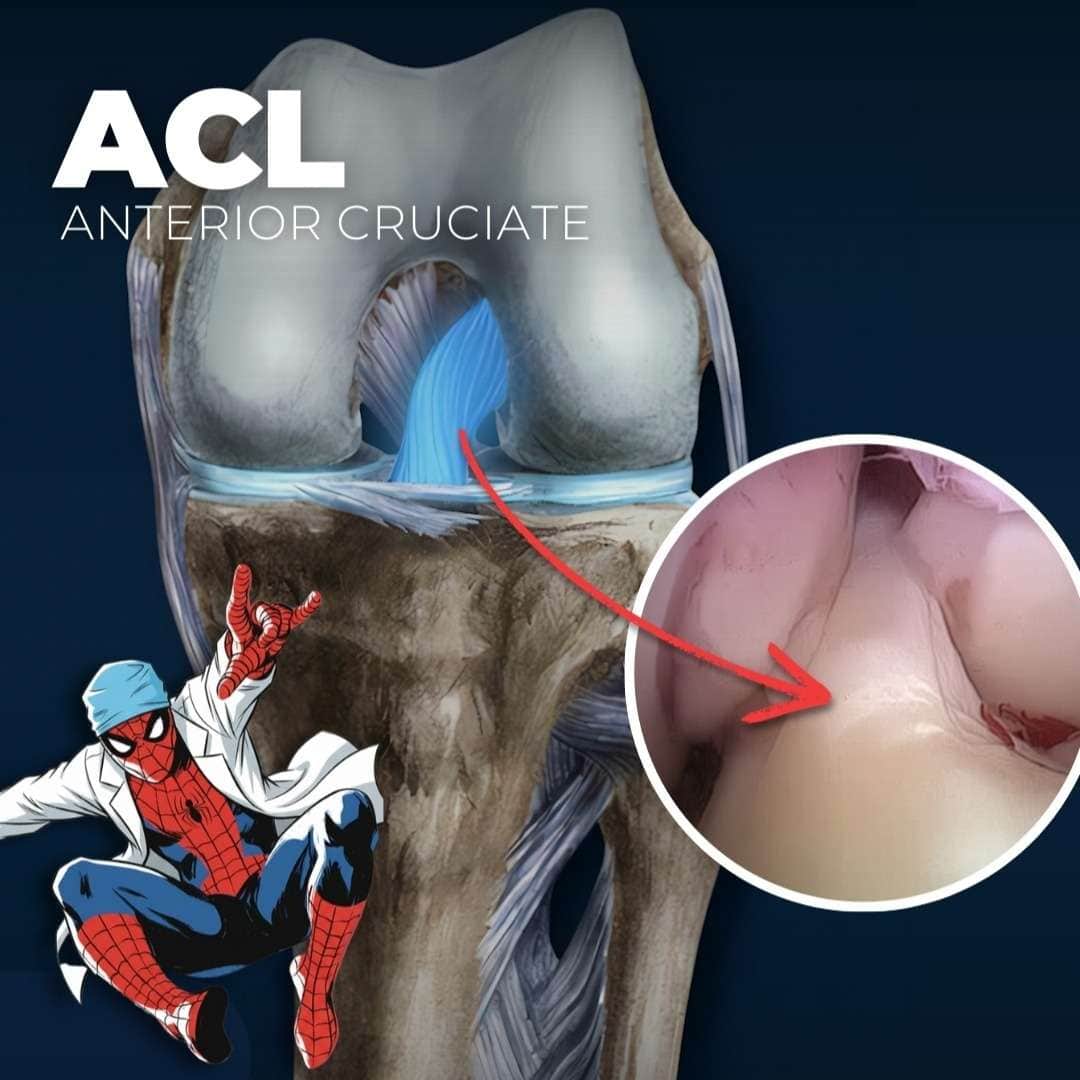 Knee Ligament Anatomy: ACL, PCL, MCL & LCL Explained
