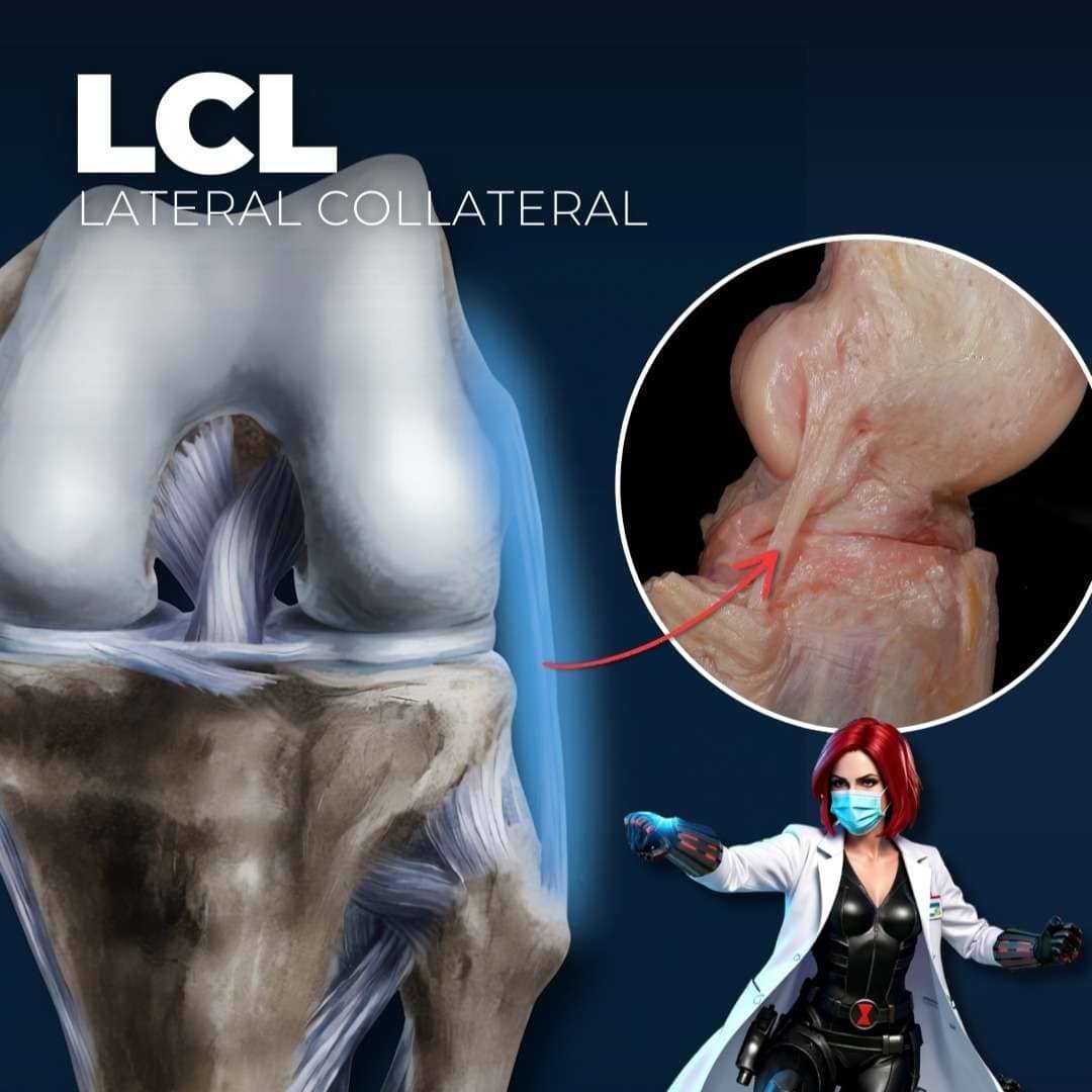 Knee Ligament Anatomy: ACL, PCL, MCL & LCL Explained