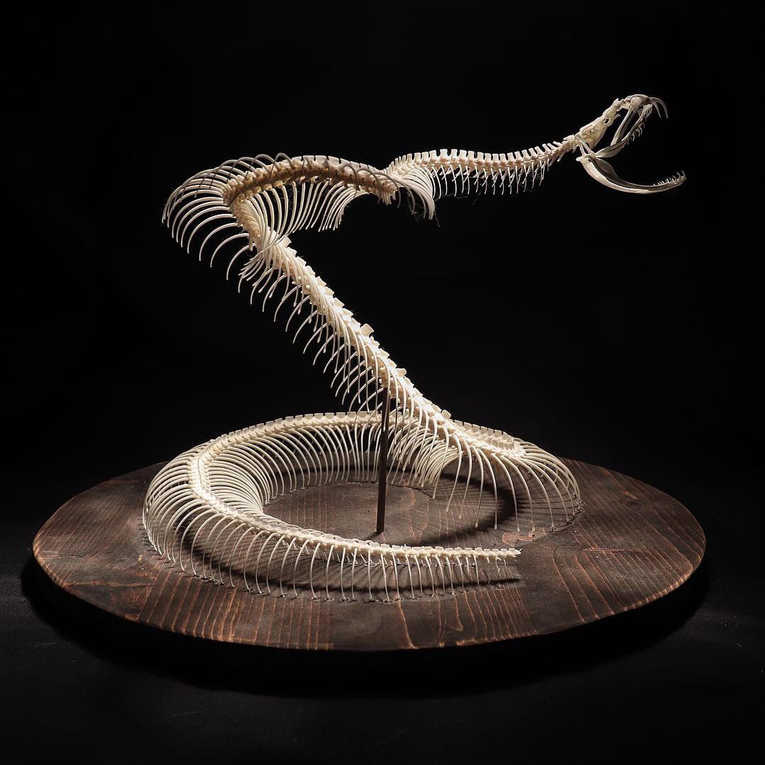 Skeleton of a snake sculpture art creation, showcasing intricate craftsmanship and artistic expression, perfect for art lovers and collectors interested in unique skeletal art pieces.