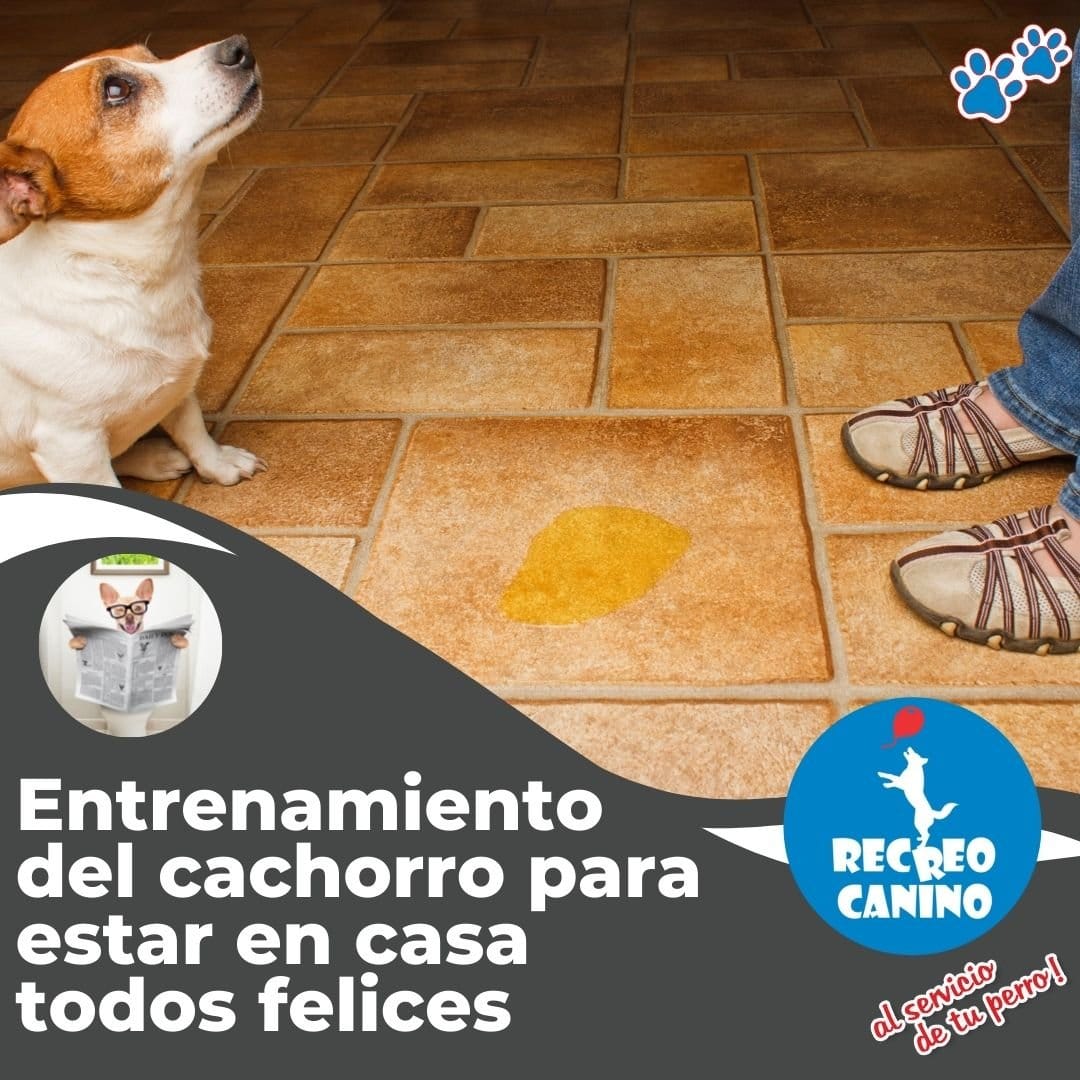 Entrenamiento del cachorro para estar en casa todos felices por recreo canino pasdeador de perros y pensionado canino entrenamiento del comportamiento del perro, los fundamentos de la formación del perro, la formación del perro, la formación de la obediencia del perro, paseador canino, pensionado canino
