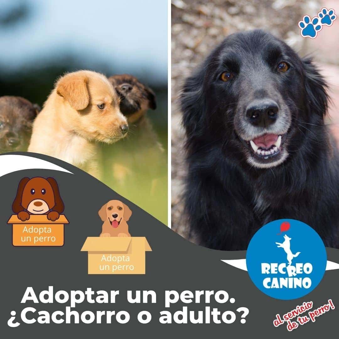 Adopta un perro adulto o cachorro por recreo canino mascotas, perros, adopción perro, adopción cachorro, adopción perro adulto