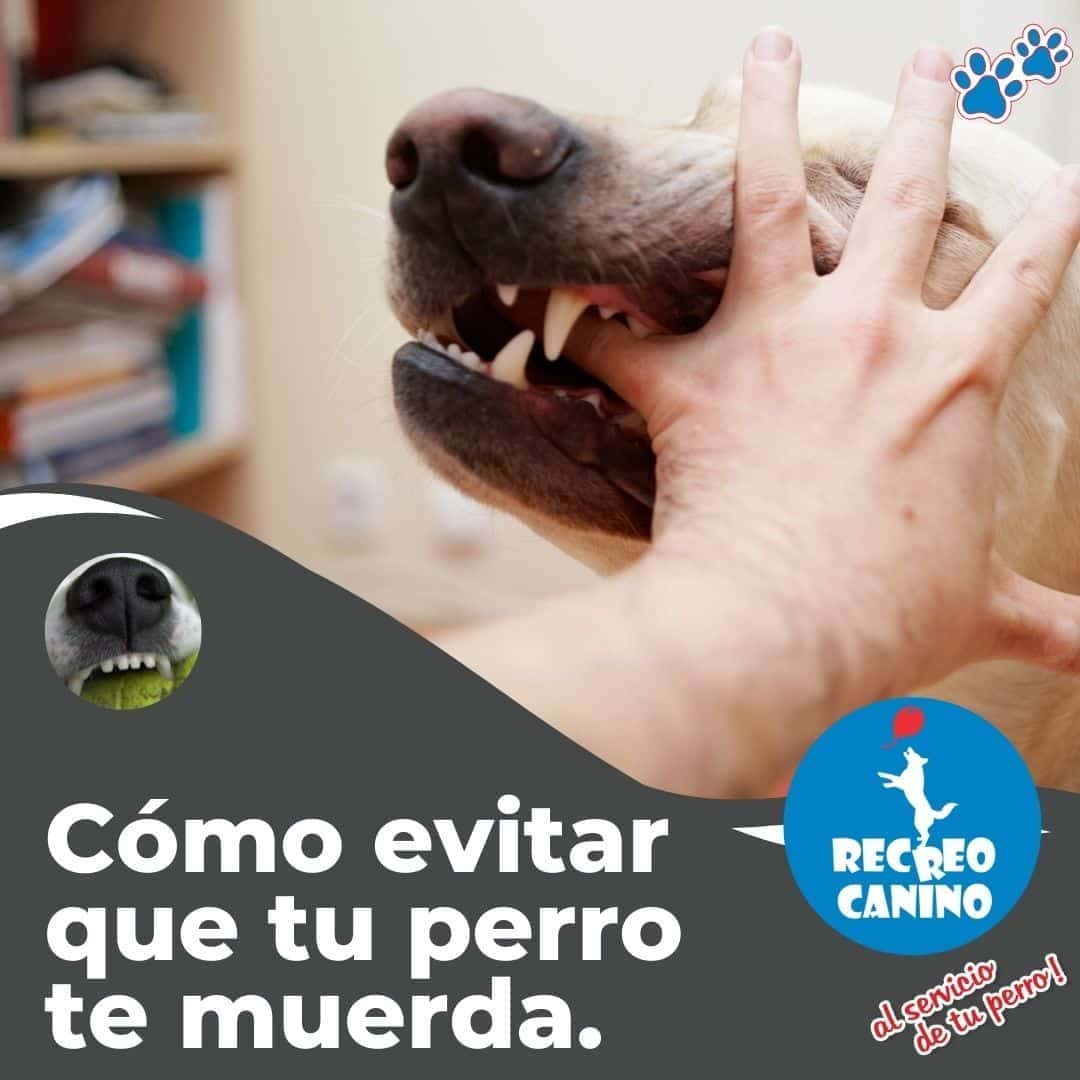 Cómo evitar que tu perro te muerda por recreo canino adiestramiento de perros, mordeduras de perros