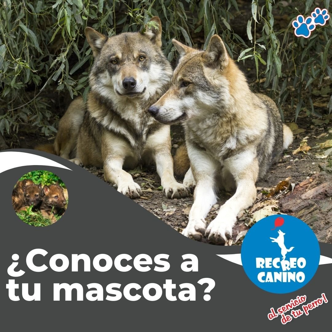 Conoces a tu mascota por recreo canino paseos de perros y pensionado perro, perros, adiestramiento de perros, historia del perro, relación perro-hombre,
