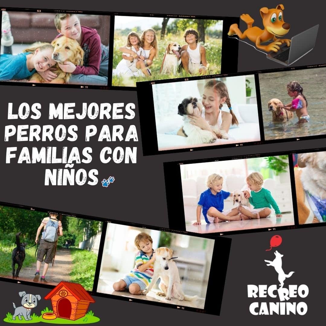 Los mejores perros para familias con niños razas de perros, perros para niños, perros para la familia, elegir un perro, elegir un cachorro, consejos para elegir un cachorro, consejos para elegir un perro, consejos para elegir un perro, mejores perros para la familia