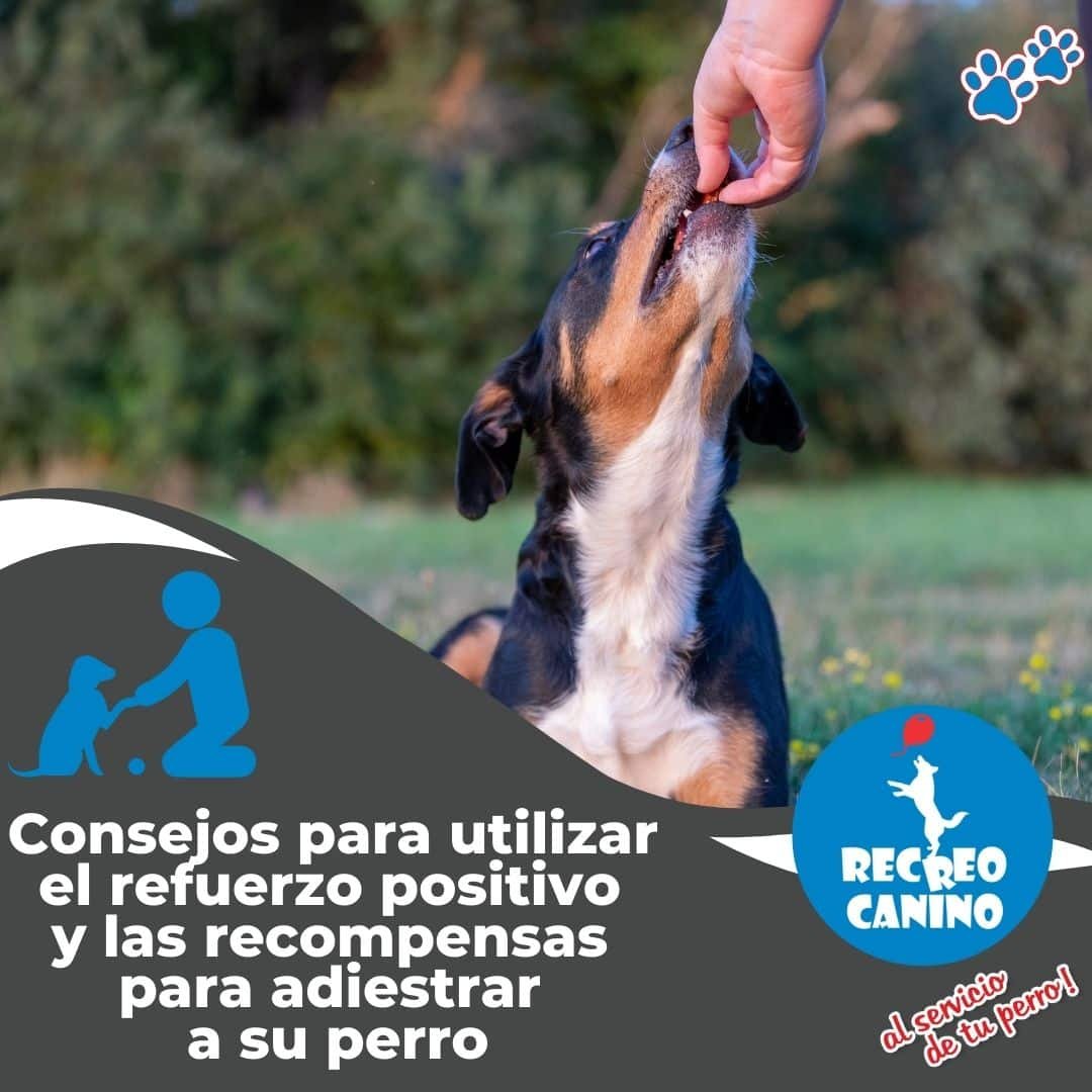 Recreo Canino y el refuerzo positivo y las recompensas para adiestrar a su perro refuerzo positivo, premiar al perro, adiestrar al perro, adiestramiento de perros, recompensa efectiva, líder de la manada, adiestramiento de recompensa, manada de perros