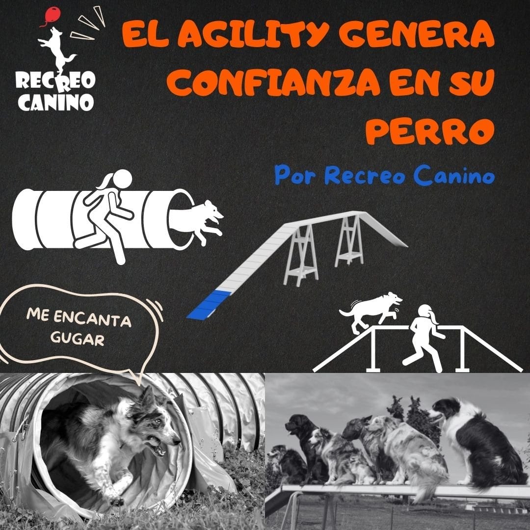 El Agility genera confianza en su perro Por recreo canino Agility del perro, equipo de agilidad, equipo de Agility del perro