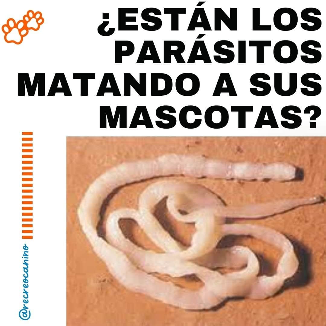 Están los parásitos matando a sus mascotas adoptar un perro, adoptar, adoptar, perros, perro, cachorros, cachorro,