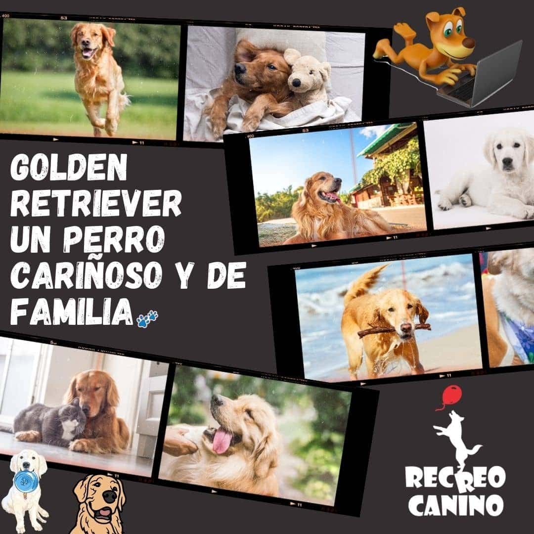 Golden Retriever - Un perro cariñoso y de familia por recreo canino Golden Retriever, perros
