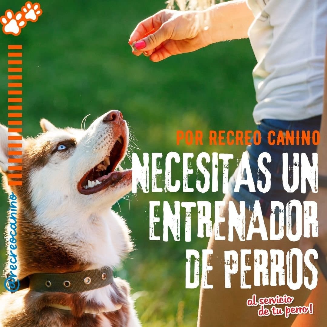 Necesitas un entrenador de perros por recreo canino y pensioando canino mascotas, perros, juguetes para mascotas