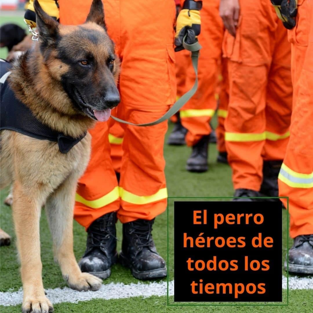El perro héroes de todos los tiempos homenaje de recreo canino El perro héroes de todos los tiempos