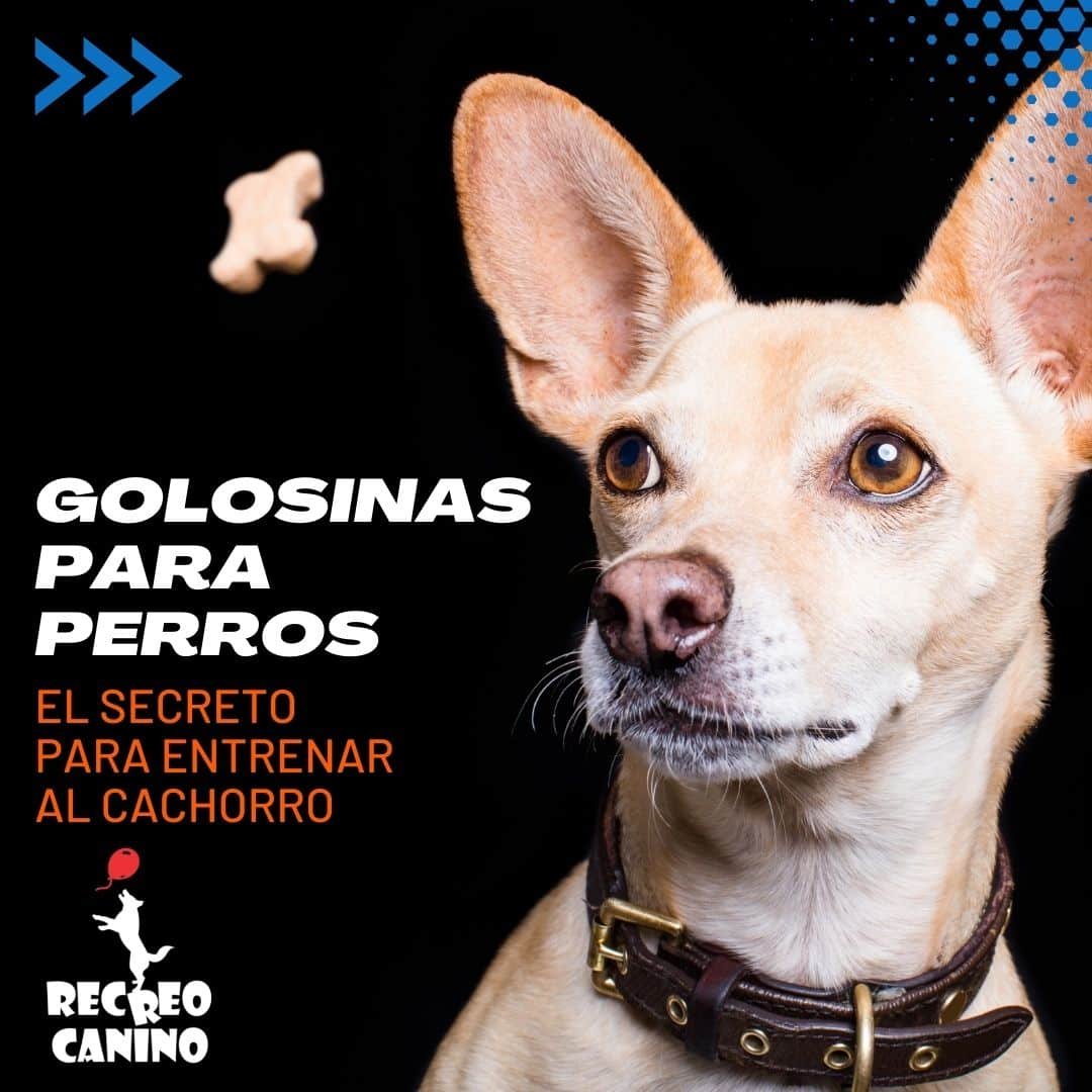 Golosinas para perros por recreo canino paseo de perros montevideo Paseo de perros en montevideo, como educar tu perro