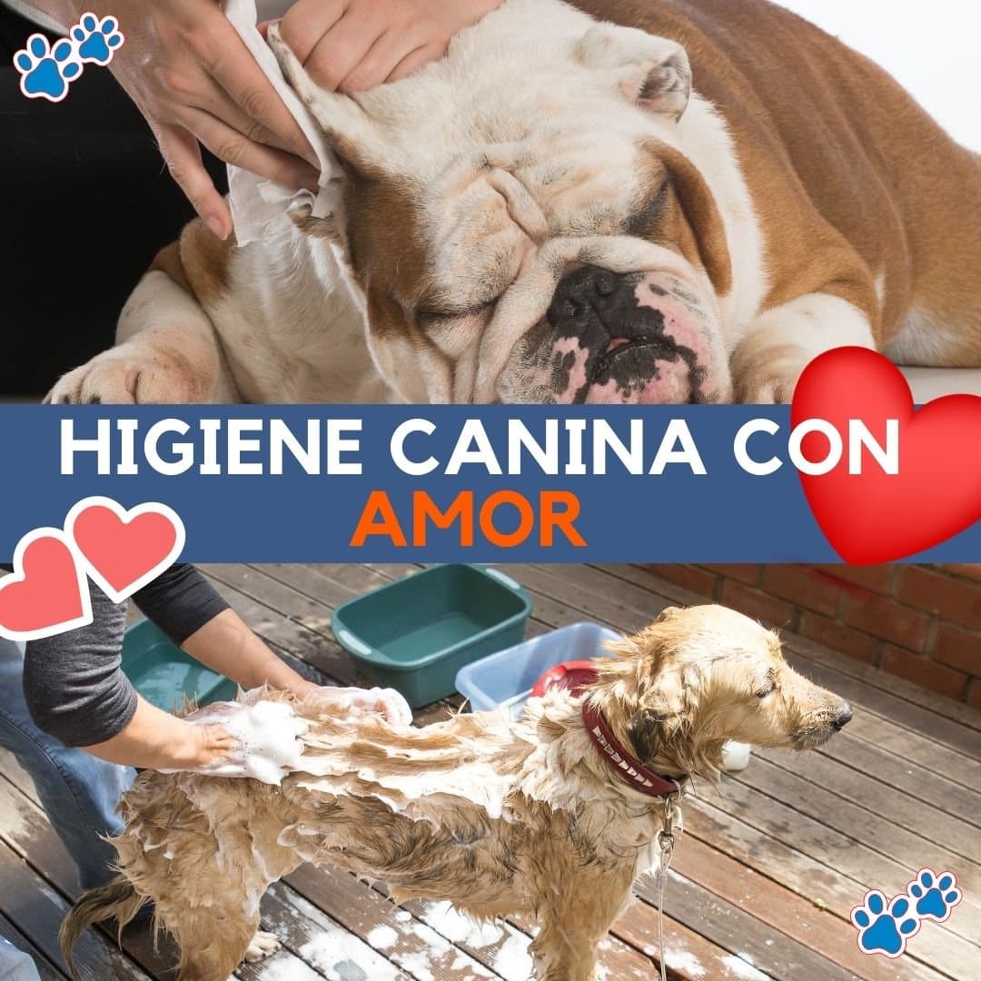 Higiene canina con Amor por recreo canino cuida a tu perro Higiene canina con Amor