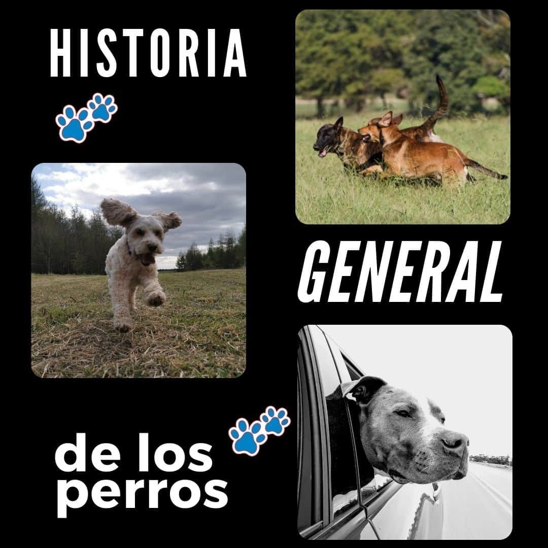 Historia general de los perros por recreo canino Historia general de los perros