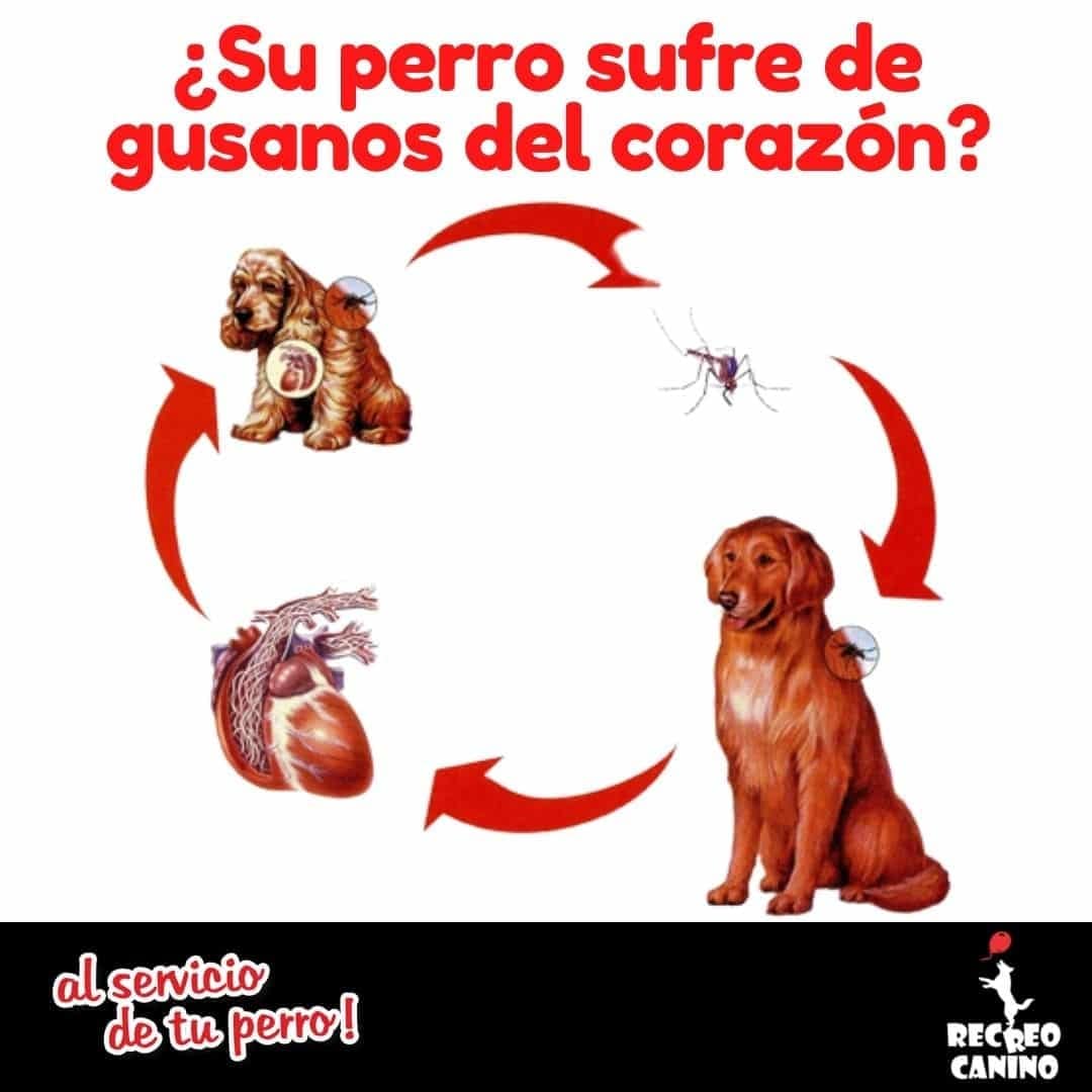 Su perro sufre de gusanos del corazón por recreo canino mascotas, perros, gatos, enfermedades,