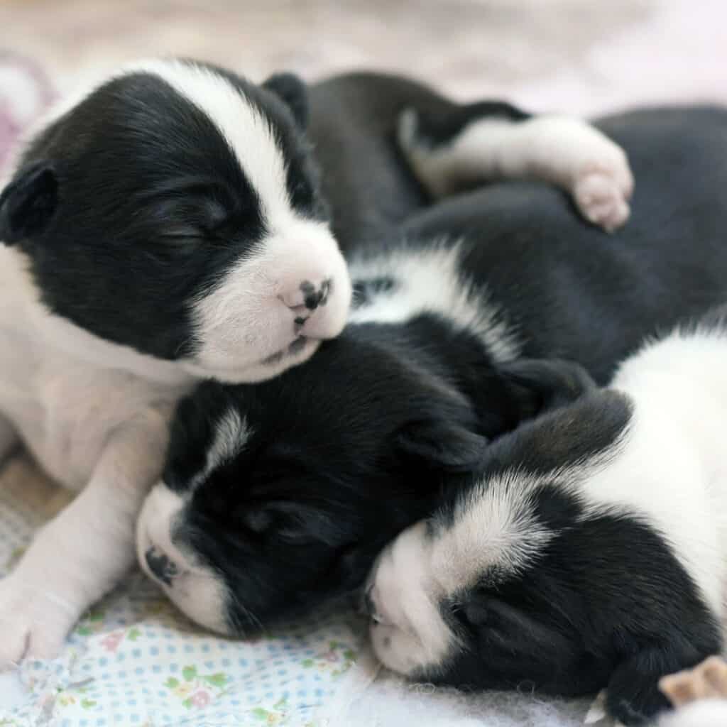 Three Boston terrier puppies