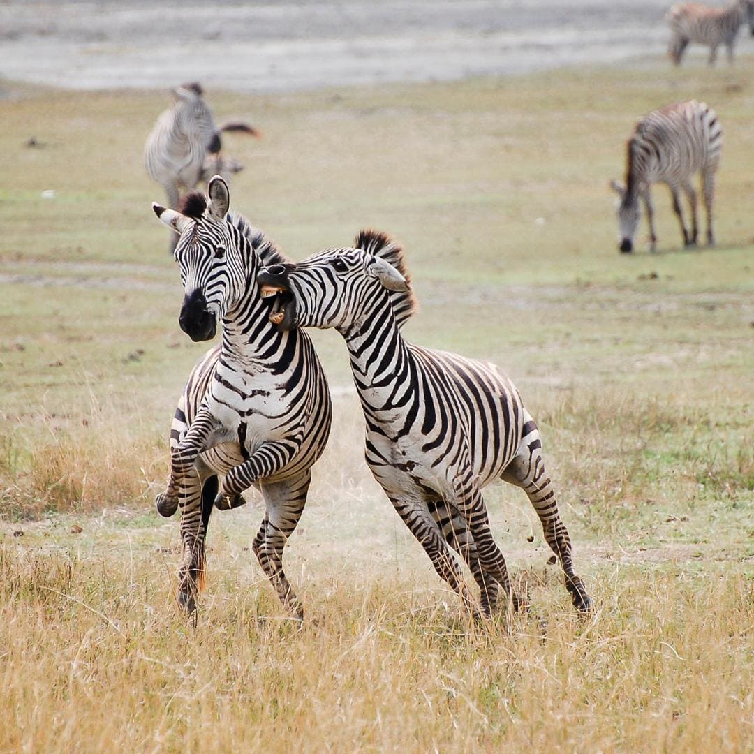 Serengeti-Nationalpark - nix-wie-weg.de