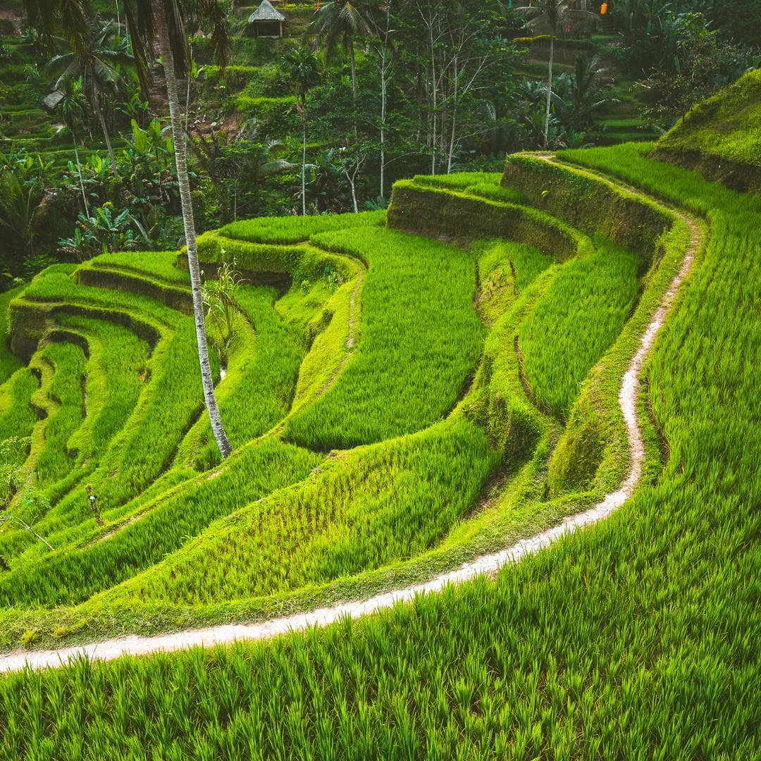 Instagrammable Panorama der Tegalalang Reisterassen auf Bali – grüne Reisfelder und Fotospot nahe Ubud