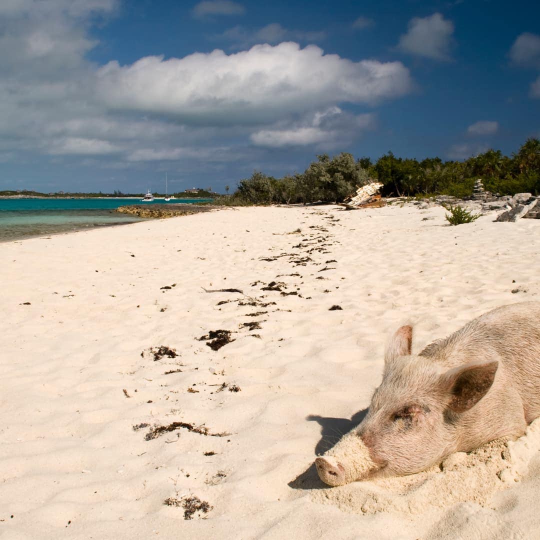 Pig Beach