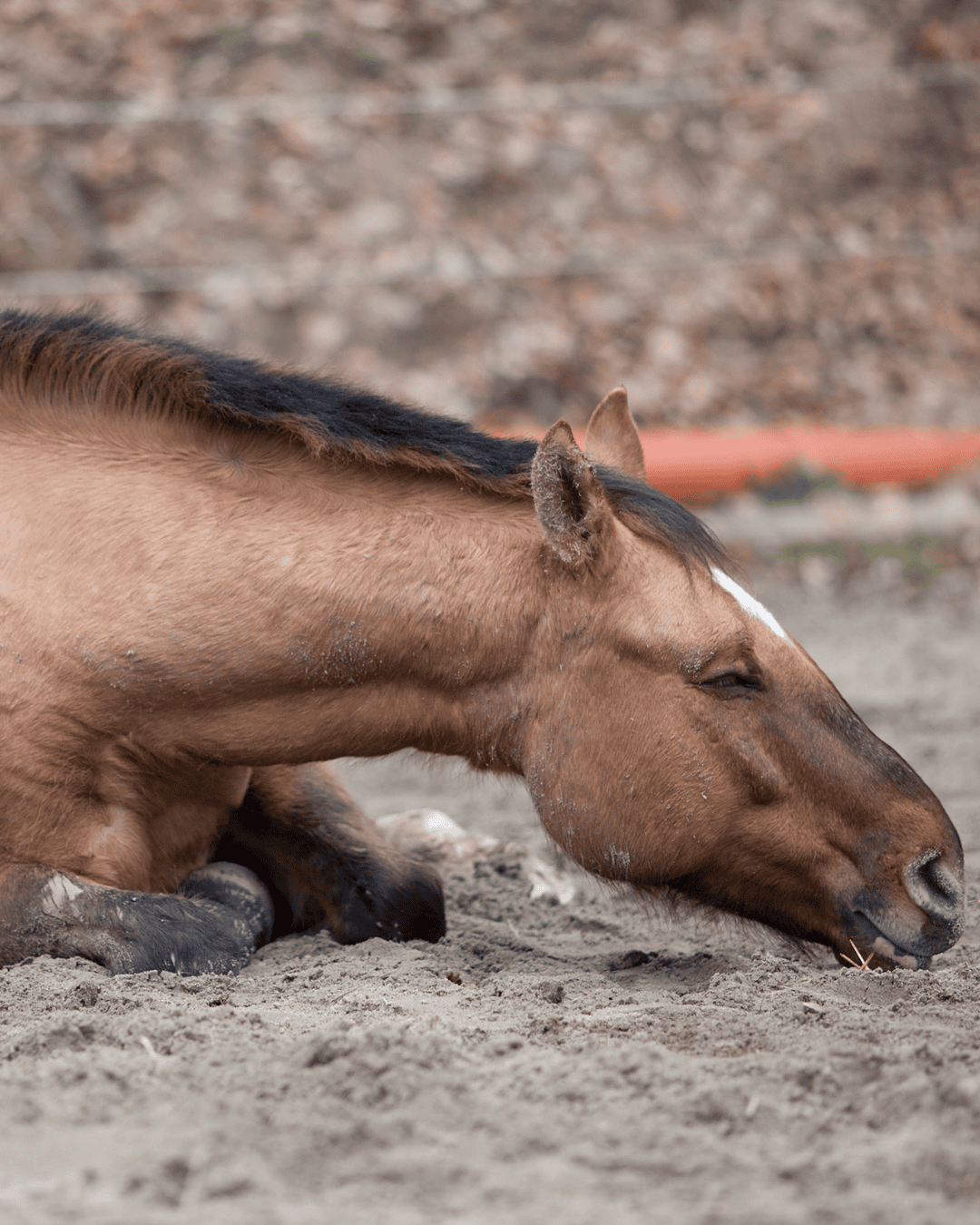 Eingangsbild Kolik Beitrag Pferd