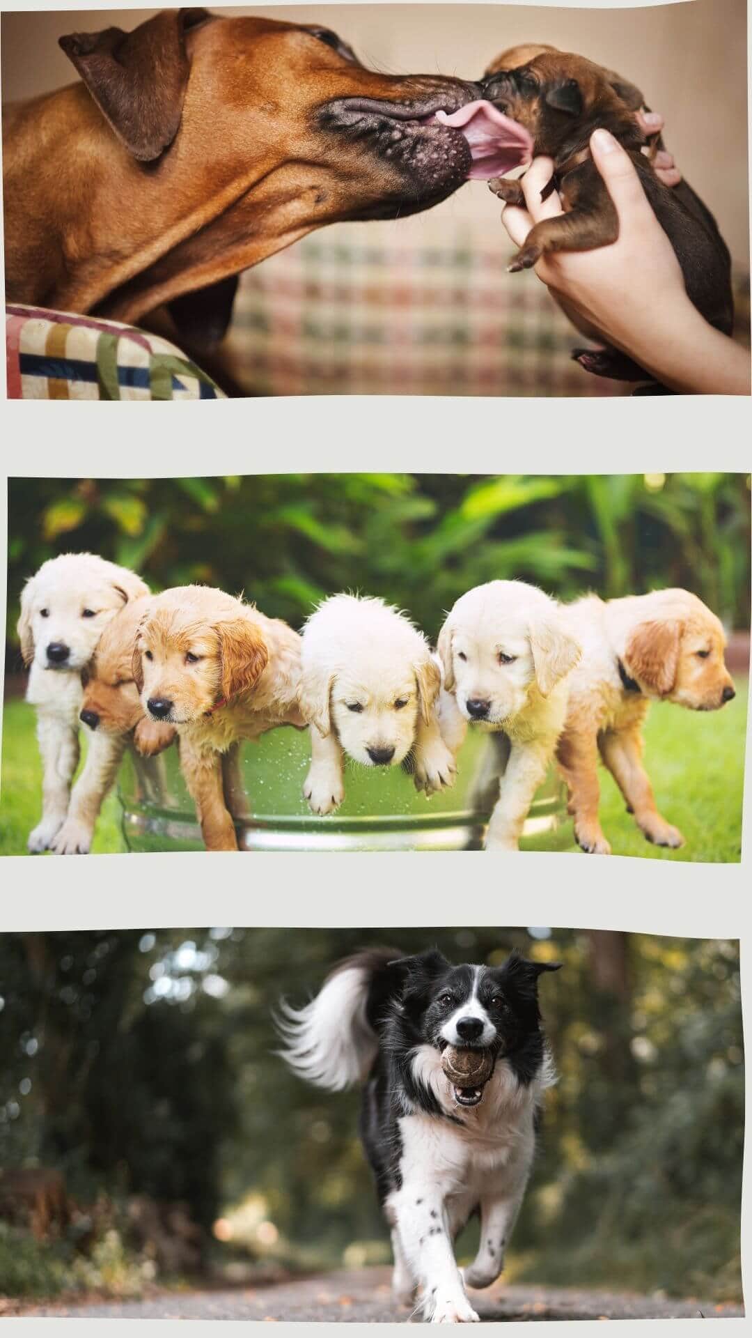 períodos de los perros períodos de los perros