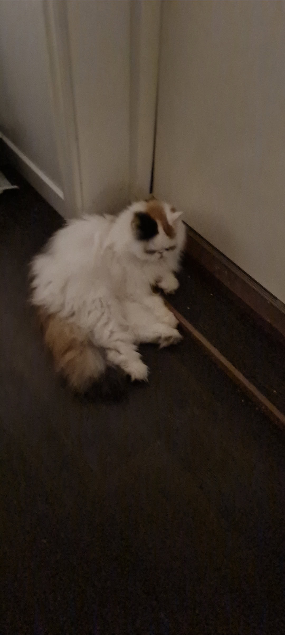Varje gång vi befinner oss i detta lilla tempel för att utöva trollbord. Så dyker katten upp och knackar på dörren och vill in.