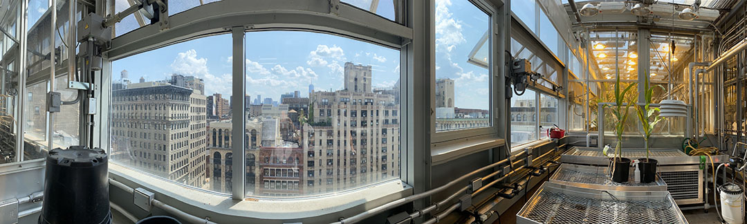 Panoramic view of corn (maize) growing in the NYU Rose Sohn Zegar Greenhouse on the roof of the NYU Center for Genomics & Systems Biology. - Photo: NYU Center for Genomics & Systems Biology