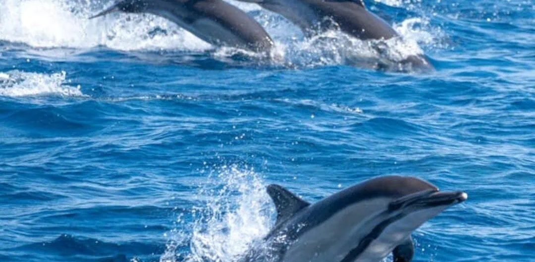 Eine Gruppe von Delfine sind am schwimmen im roten Meer Marsa Alam und das macht Dolphin House Marsa Alam Erfahrungen
