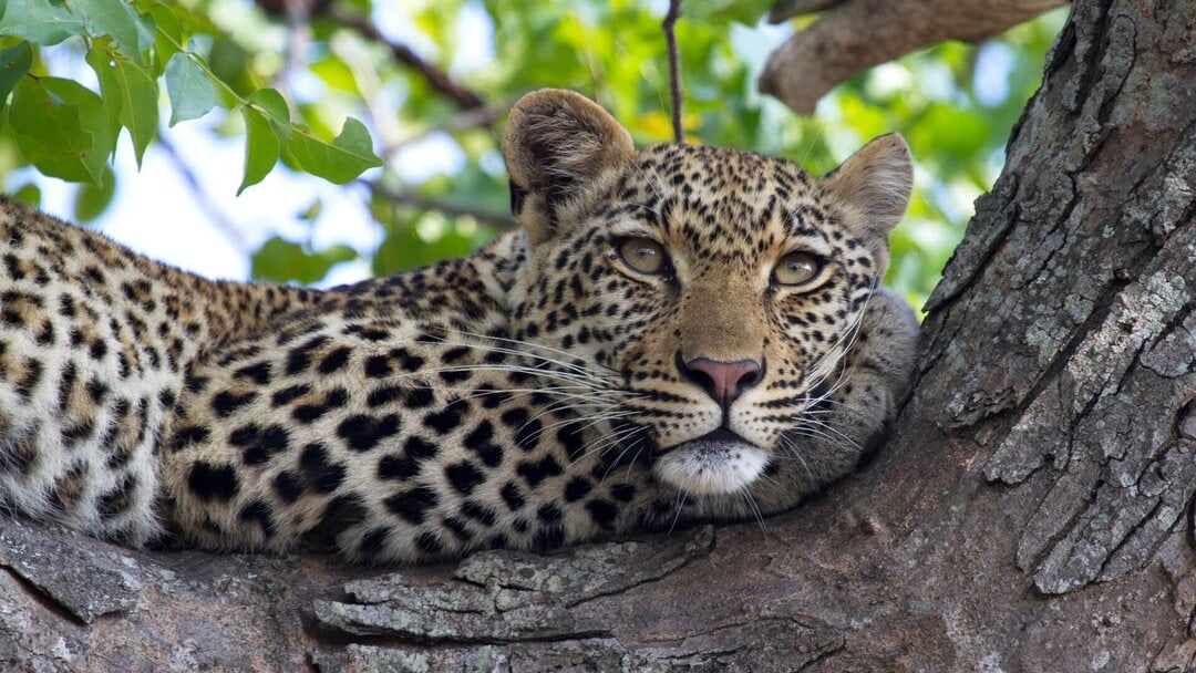 &beyond leopard