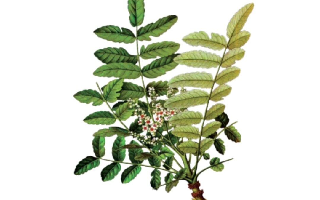 Incenso indiano (Boswellia serrata)