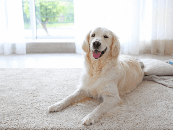 How GREEN cleaning makes a real difference