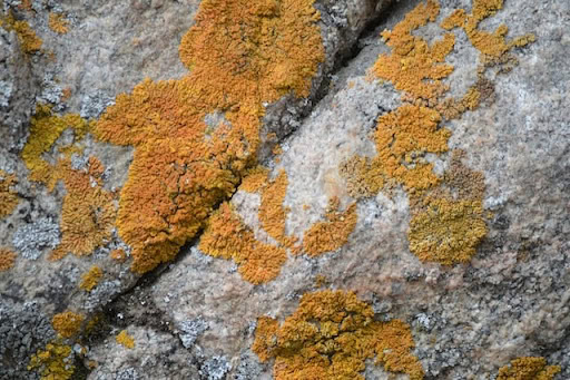 Does Vinegar Kill Mold? Home Remedies vs. Professional Cleaning