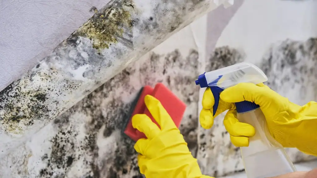Mold Removal vs. Mold Remediation: What’s the Real Difference?