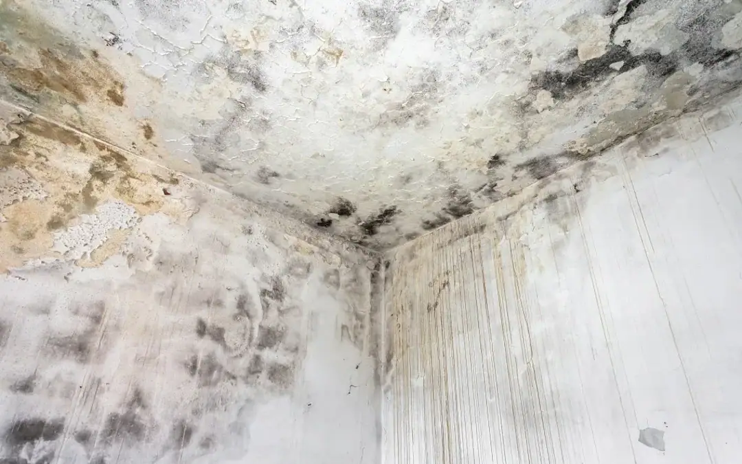 Can Mold Make You Sick? The Symptoms Every Family Should Know