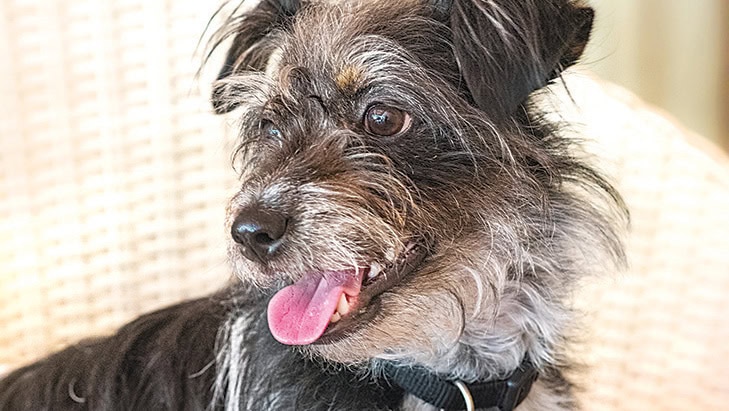 Harry, the Lovable Mutt