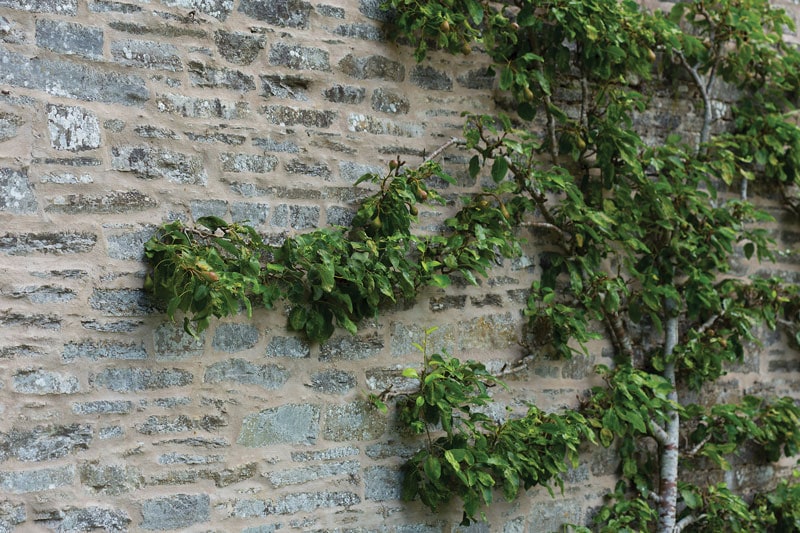 The Art of Espalier