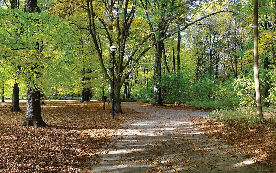 Our Urban Forest