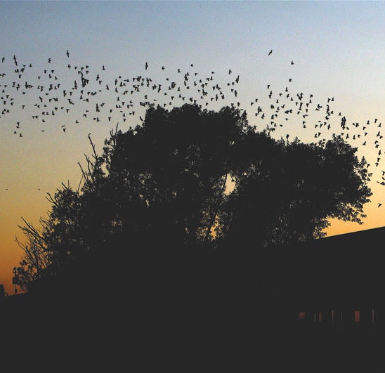Beauty in Bats