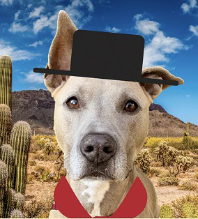 Wild Whiskers of the West Fall Gala