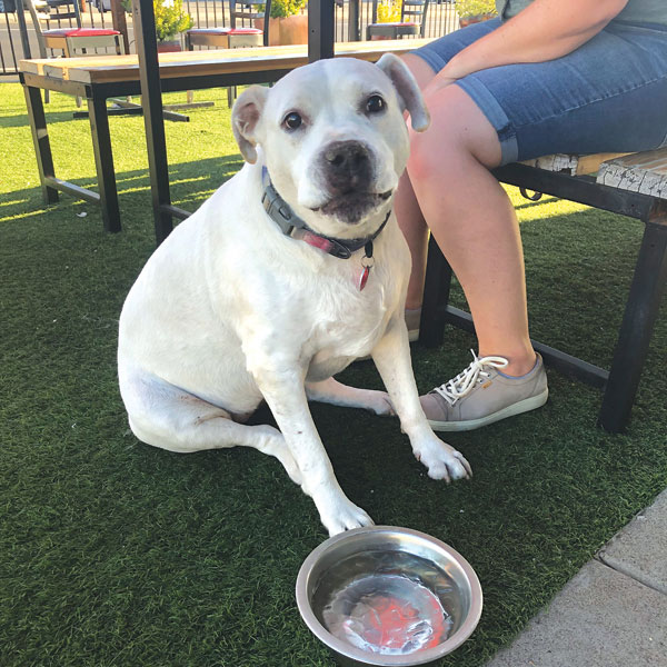 Alfresco With Fido