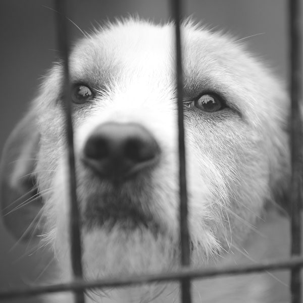 Stop The Breeding